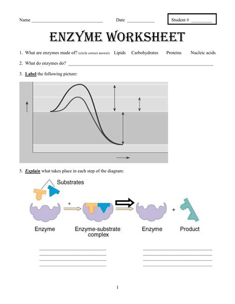 enzyme reactions worksheet answers